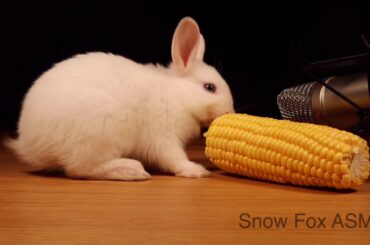 Animal Pets ASMR Cute Bunny Rabbit Eating Sweetcorn 🐰