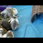 Live Q&A + Baby Bunny Update