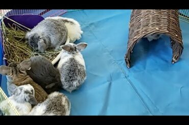 Live Q&A + Baby Bunny Update