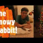 Bunny Enjoying His New Playpen | The Snowy Rabbit