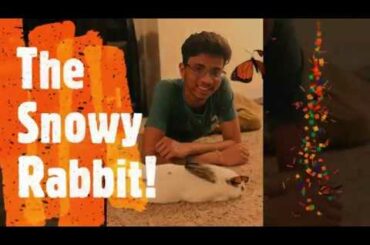 Bunny Enjoying His New Playpen | The Snowy Rabbit