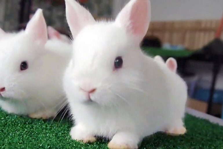 Funny Rabbits – Cute Baby Bunnies – Funny Baby Videos – Cute Rabbit Video