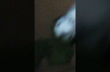 Cute baby bunny ears lettuce