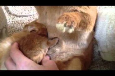 Saving a baby rabbit part 2