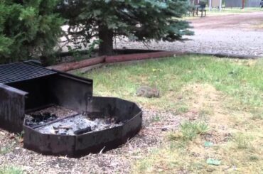 Cute Rabbit eating grass