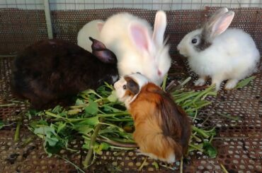 Cute Rabbits Eating Vegetables - Funny Baby Bunny Rabbit Videos #5 - Cute Rabbits Compilation 2020