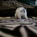 BABY BUNNIES PLAYING!