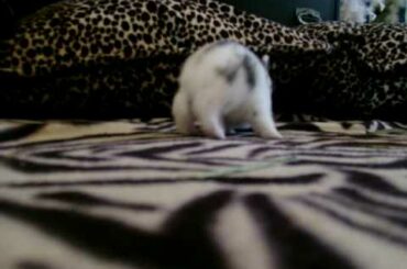 BABY BUNNIES PLAYING!
