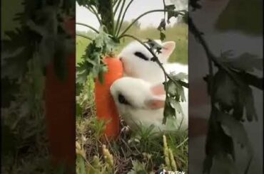 Cute rabbit eating carrots