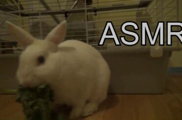 CUTE BUNNY EATS **ASMR**