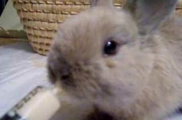 Brown Baby Bunny Being Fed