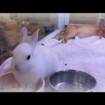 Funny rabbit and cute bunny
