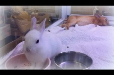 Funny rabbit and cute bunny