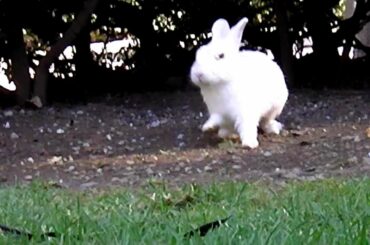 CUTE BUNNY RABBIT - Cute fluffy white bunny rabbit hops it! Hop little bunny, hop hop hop! バニー