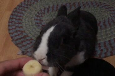 Cute Bunny Eats a Banana in Slow Motion
