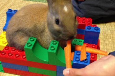 Baby bunny rabbit 28 day progress , In a house of Lego eat carrot