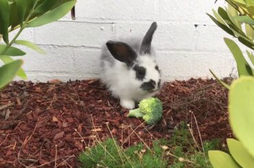 Cute bunny eating broccoli 🥦