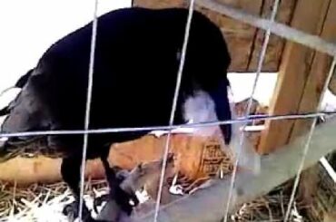 Sam Eats a Dead Baby Bunny (not for the faint of heart)