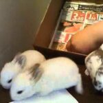ADORABLE BABY BUNNIES FOR SALE !!
