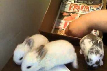 ADORABLE BABY BUNNIES FOR SALE !!