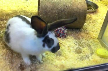 Cute bunny licking a window!!