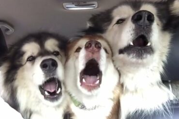 Funny Dogs And Adorably Cute Puppy Moments | Don't Miss This!