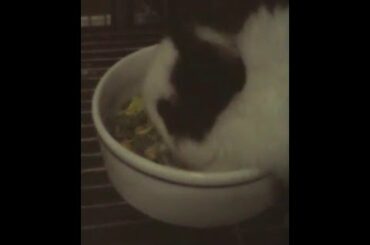 ♥Cute bunny eating♥