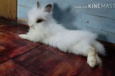 Princess the Bunny Flops/ Funny and Cute Rabbits