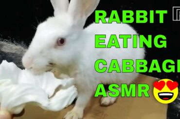 Rabbit Eating Cabbage ASMR | Does Rabbit Like Cabbage ? Buchi the Bunny | ASMR Eating