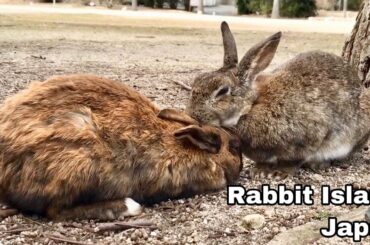 Wild Rabbit's Grooming Routine [Cute]