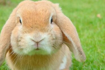 5 Minutes of Precious Bunnies  - Adorable Rabbits Playing & Eating