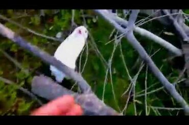 funny baby bunny rabbit videos compilation  cute rabbit's