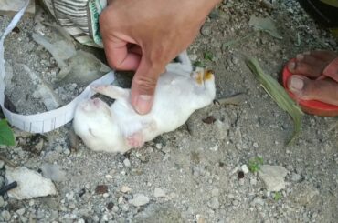 Trying to save dead baby bunny