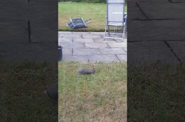 Beautiful baby rabbit.