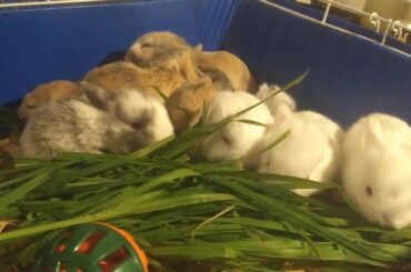 Baby bunnies try grass for first time