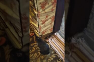 Our naughty baby rabbit