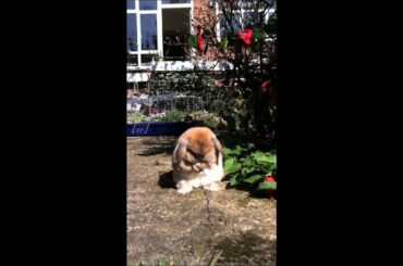 Ramsay cute rabbit !