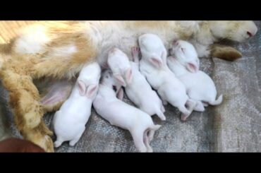 beautiful white baby rabbits - baby rabbits feeding milk from their mother - Baby Bunnies So Cute
