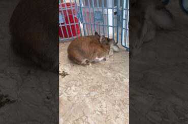 Play with my cute pet rabbit