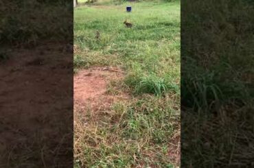 Cute rabbits #bunnies