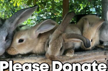 Please donate to NegrilRabbit Rescue Jamaica