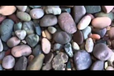 The baby rabbit lives