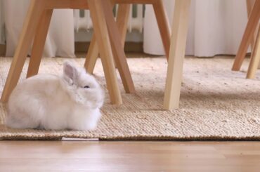 Cute bunny waking up from sleep and cleaning itself