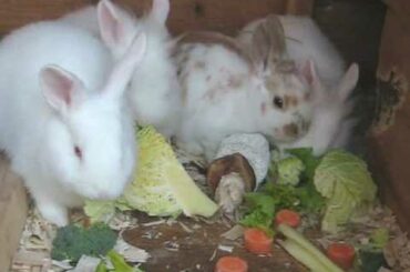 Baby rabbit leaps over 3 others
