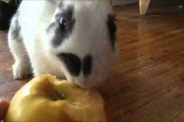 Cute Bunny Eating Apple!