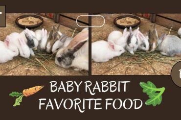 Baby rabbit favorite Food - Baby Bunny Care - Daily Rabbit Routine - Cute Baby Rabbits