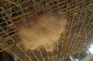 Rabbit update 6-12-12 We have babies!!!!!!