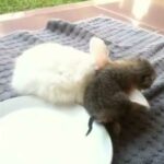 Bucket & Runt: newborn kitten cuddles baby rabbit seeking milk