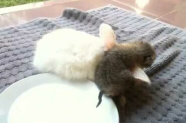 Bucket & Runt: newborn kitten cuddles baby rabbit seeking milk