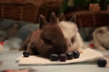 Baby Bunnies eating Blueberries!!! Featuring the "EAT IT!" song